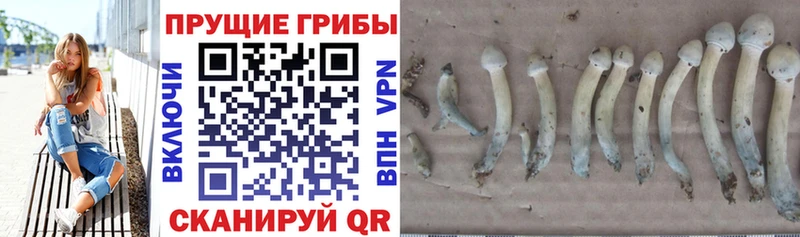 Псилоцибиновые грибы Psilocybe  маркетплейс телеграм  Ува 